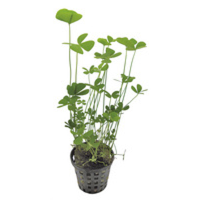 6x Marsilea Crenata